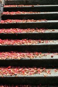 gradini, foglie, autunno, ombre, rosso, scalinata, scalini, scale, rosse, scala, petali, rosa, cadute, cemento