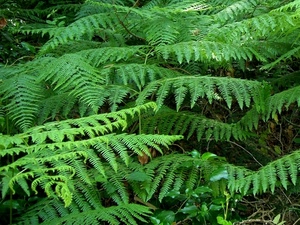 verde, foglie, felce, bosco, felci, piante, natura, rami, sottobosco, frattali, frattale, pianta