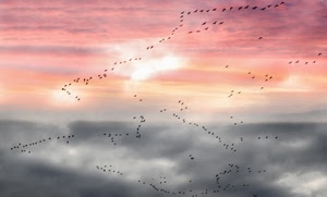 uccelli, nuvole, cielo, tramonto, stormo, rosa, migrazione, stormi
