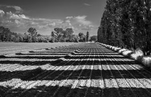 ombre, alberi, campo, nuvole, campagna, paesaggio, ombra, nero, geometrie, bianco