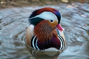 acqua, piume, becco, colori, uccello, volatile, anatra, uccelli, lago, mandarina, occhio