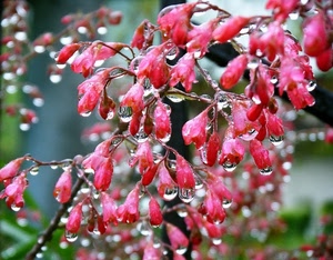 gocce, fiori, rosso, acqua, pioggia, ramo, verde, sfocato, boccioli, rosa, macro, natura, pianta, rugiada