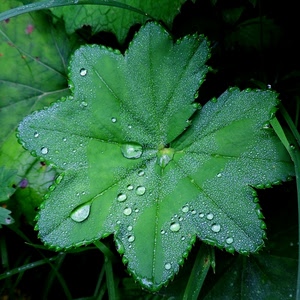 gocce, verde, foglie, foglia, acqua, rugiada, pioggia, natura, macro, erba, nero