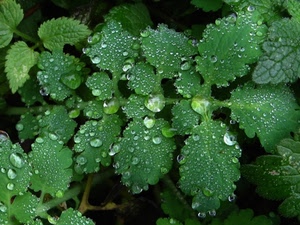verde, foglie, gocce, acqua, rugiada, natura, piante, pianta, menta, stelo, pioggia