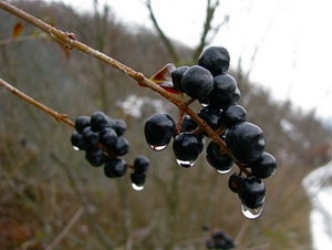 gocce, acqua, rami, nero, bacche, uva, frutti, sfocato, grappolo, pioggia, rugiada, nera, ramo, frutto