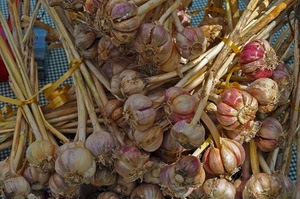 aglio, spicchi, rosso, teste, mazzetti, verdura, ortaggi, mazzi, gambi, tanti, bianco, cibo, viola, giallo, resta