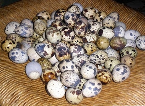 uova, paglia, sedia, macchie, tante, tanti, mucchio, molte, bianco, colori, marrone, vimini, quaglia