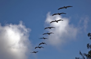 nuvole, uccelli, cielo, ali, formazione, azzurro, volo, stormo