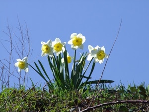 fiori, erba, verde, giallo, cielo, bianco, primavera, narcisi, foglie, prato