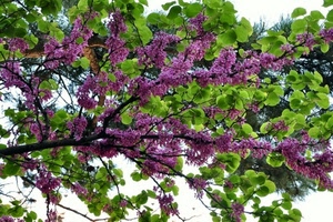 fiori, foglie, verde, viola, rami, albero, ramo, primavera, lillà, rosa