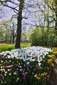 fiori, alberi, giardino, bianco, tulipani, piante, aiuola, verde, colori, rami