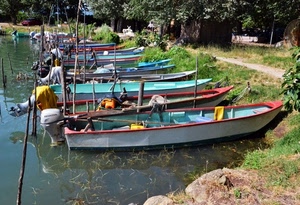 barche, acqua, alberi, erba, motori, verde, piante, lago, riva, pali, riflessi, sentiero, natanti, rosso, strada, azzurro, fiume, giallo, celeste, imbarcazioni, rami
