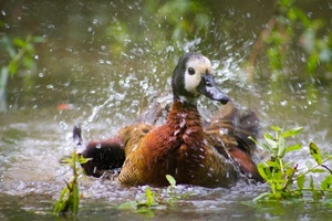 acqua, anatra, becco, schizzi, spruzzi, foglie, uccello, natura, animale
